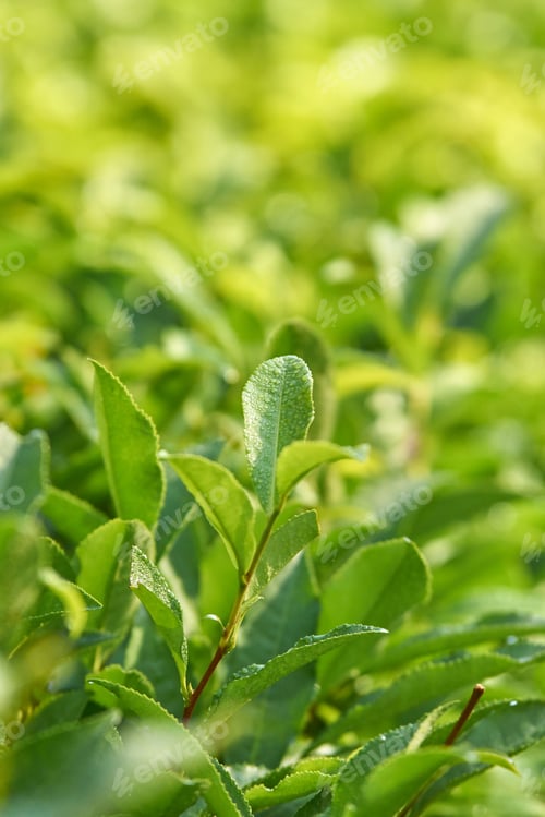 Preview: Lush green tea leaves in sunlight with dew drops in a vibrant plantation field
