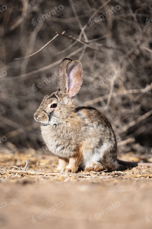 Preview: Vertical shot of a European hare in Southern Nevada, USA