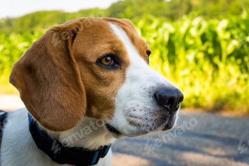 Preview: Beagle dog on rural asphalt road