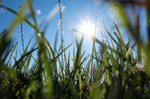 Preview: Close-up of green grass against the blue sky and the sun, view from below