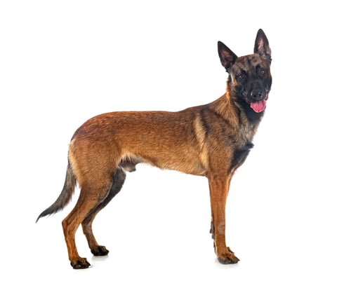 Preview: malinois in studio