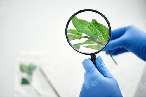 Preview: Plants are fundamental to humans and fascinating to study