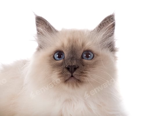 Preview: birman kitten in studio