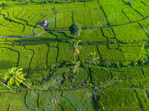 Preview: beauty landscape paddy fields natural beautiful morning view from asia