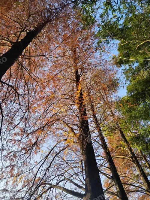 Preview: Picturesque forest scene featuring majestic tall pine trees towering against a clear blue sky