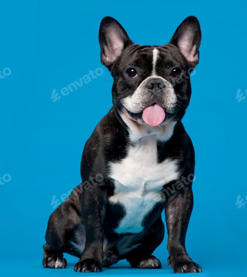 Preview: French Bulldog, 18 months old, sitting in front of blue background
