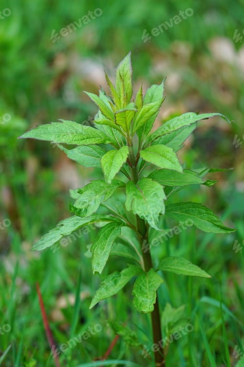 Preview: Vertical shot of a fresh hemp-agrimony, Eupatorium cannabinum