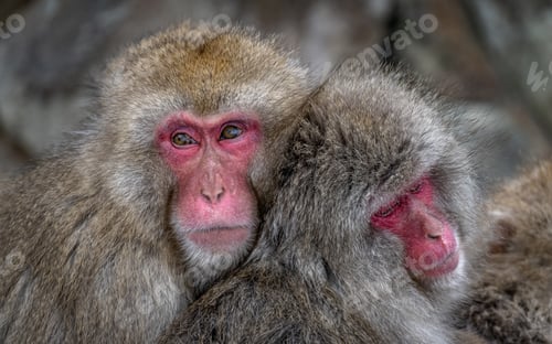 Preview: Japanese macaques in Jigokudani (Hell's Valley), Japan.
