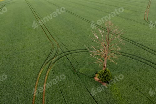 Preview: rural landscape before the storm, withered tree in the middle of a agricultural field, drone photo