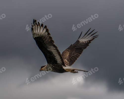 Preview: Crested caracara bird soaring through cloudy skies with dark storm clouds