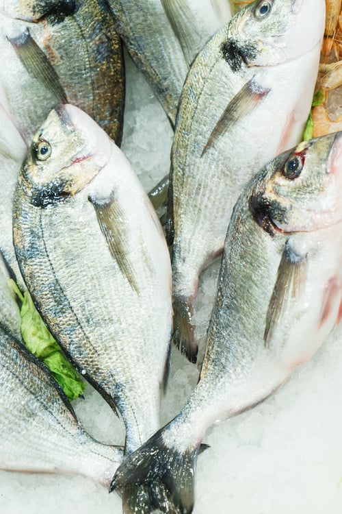 Preview: Fresh chilled seafood fish dorado on ice at the fish market counter.