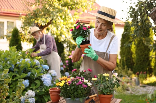 Preview: Senior couple in hats working with plants in garden, selective focus
