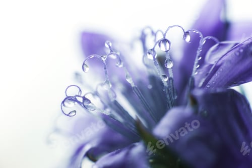 Preview: blue flower close-up. cornflower. a drop of water on a flower petal. dew on a flower