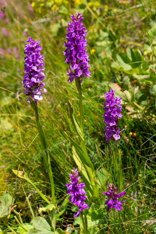 Preview: Wild orchid, scientific name; Dactylorhiza nieschalkiorum, Dactylorhiza