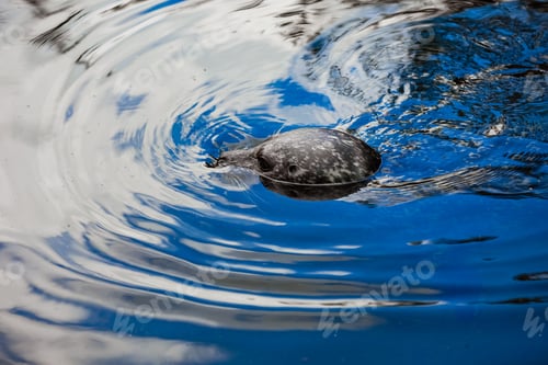 Preview: A Harbour seal looking straight into the camera while in the water offshore at a beach. seals