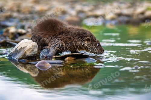 Preview: Otter in nature habitat. Portrait of water predator. Animal from the river