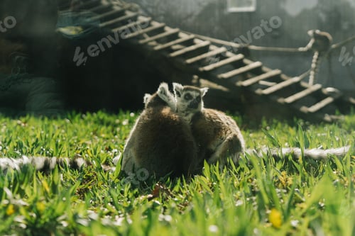 Preview: Lemurs on an artificial habitat