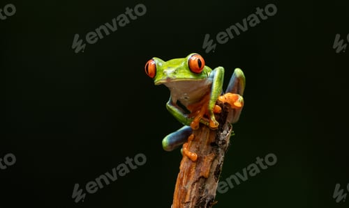 Preview: A Frog in Costa Rica