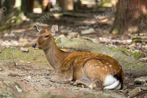 Preview: Deer lying down