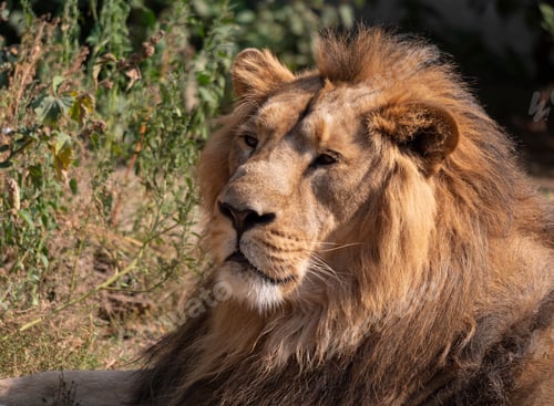 Preview: Portrait Lion Basking In The Warm Sun After Dinner.