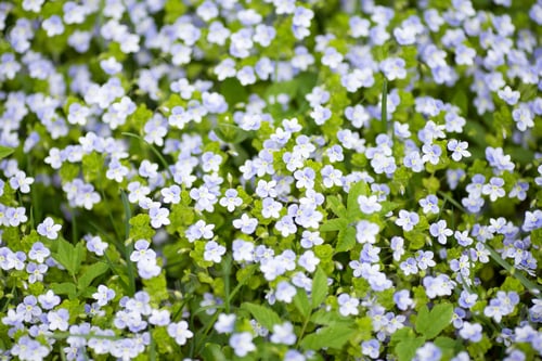 Preview: Flowers.