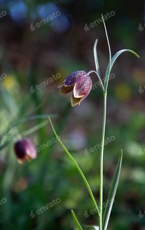 Preview: endangered wild Chess Flower (Fritillaria meleagris) or snake's head fritillary