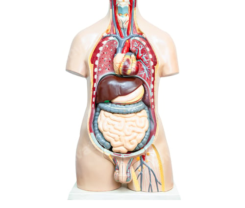 Preview: Human body model anatomy for medical training course, teaching medicine education.