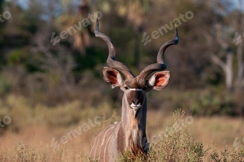 Preview: A majestic kudu with spiraling horns stands alert in the wild