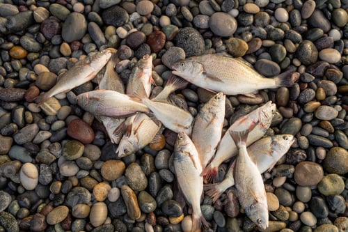 Preview: Freshly caught fish on the stones of a beach