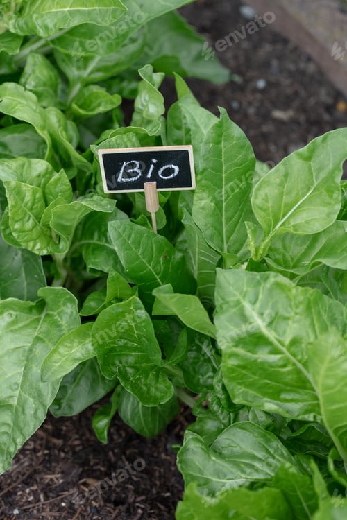 Preview: Organic salad growing in the vegetable garden at home.