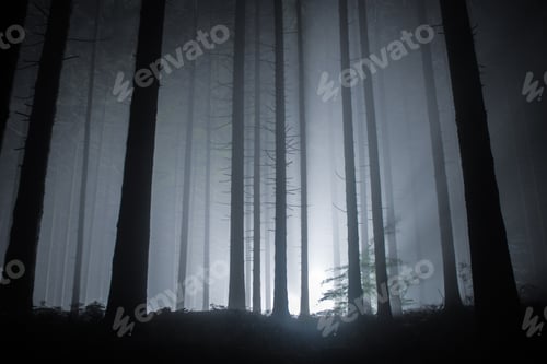 Preview: fog in a forest at night with mysterious light in the distance