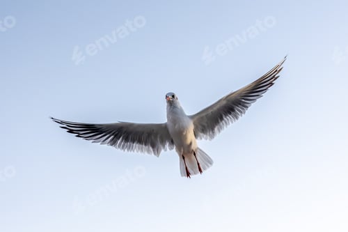 Preview: Seagull with open wings in the sky. Symbol of freedom.