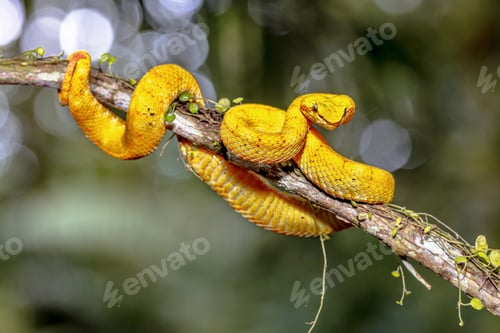 Preview: Yellow eyelash viper resting on branch