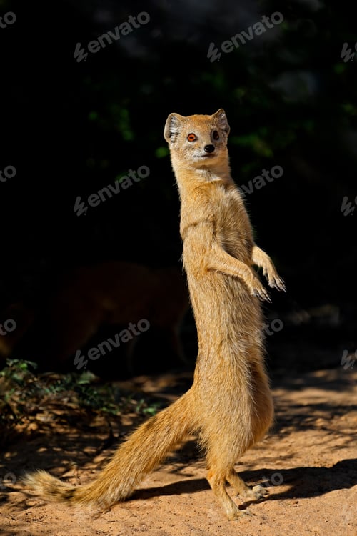 Preview: Alert yellow mongoose - Kalahari desert
