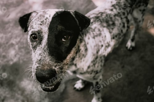 Preview: Dog sitting watching waiting looking happy smiling and staring at camera