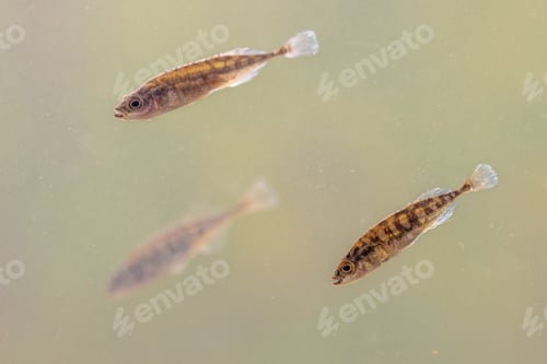 Preview: Ninespine stickleback freshwater fish