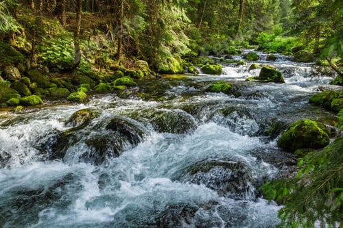 Preview: Mountain stream flowing between mossy stones