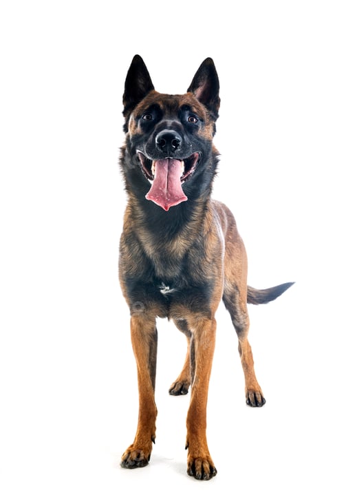 Preview: malinois in studio