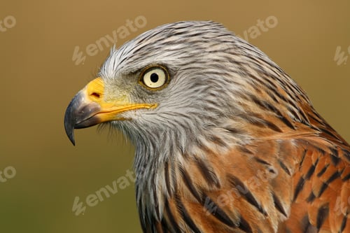 Preview: Red kite