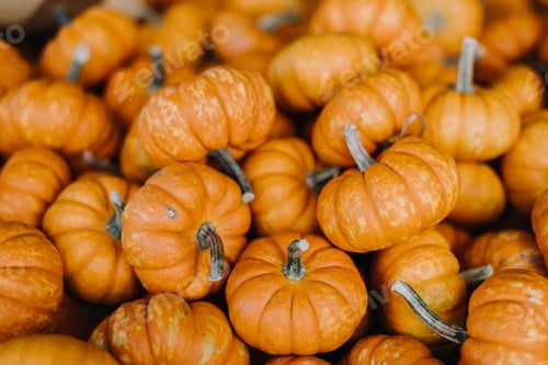 Preview: Background photo of orange pumpkins