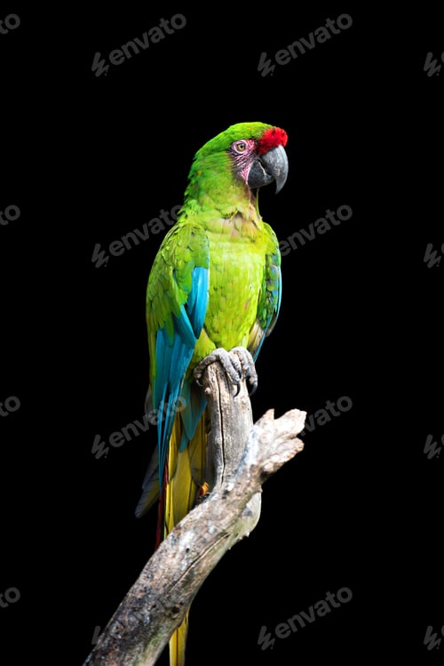 Preview: Parrot bird (Severe Macaw) sitting on the branch