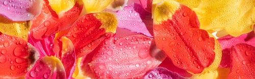 Preview: Top View of Bright Tulip Petals With Water Drops, Panoramic Shot