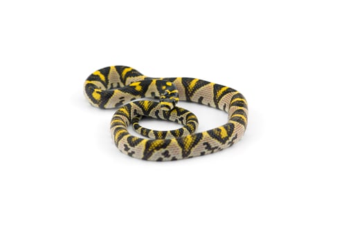 Preview: The Mandarin rat snake isolated on black background