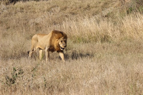 Preview: Lion in the grass in Kruger National Park, South Africa