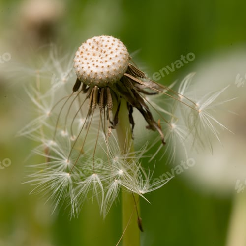 Preview: Dandelion