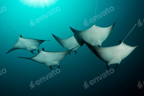 Preview: Manta rays underwater, uepi island