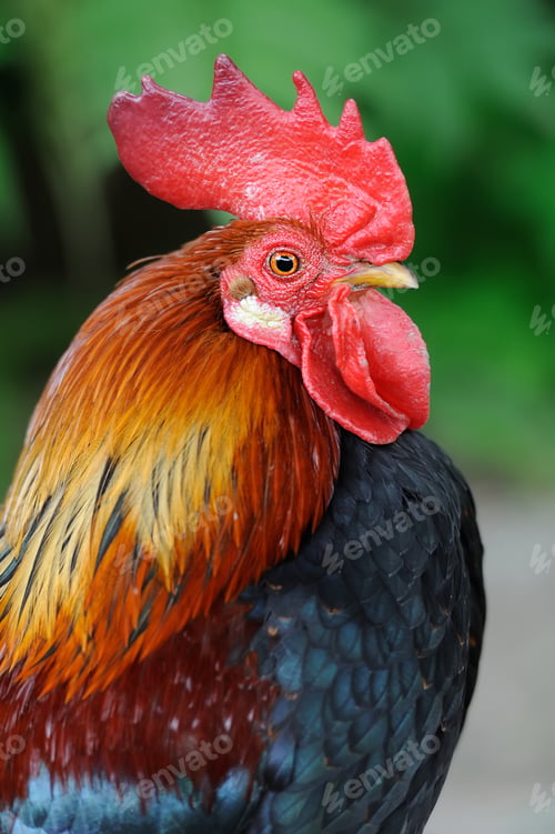 Preview: Rooster