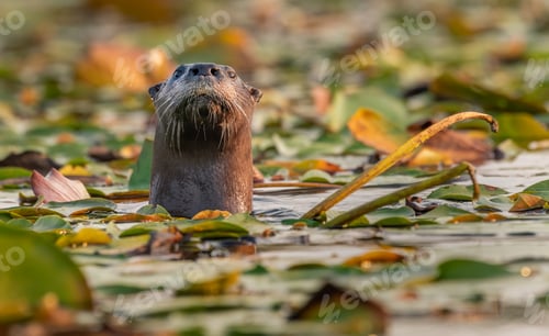 Preview: A curious river otter
