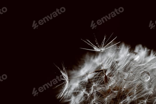 Preview: Closeup of Dandelion Seeds in Detail