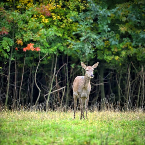 Preview: Female Red deer standing in autumn forest. Wild animals in natur